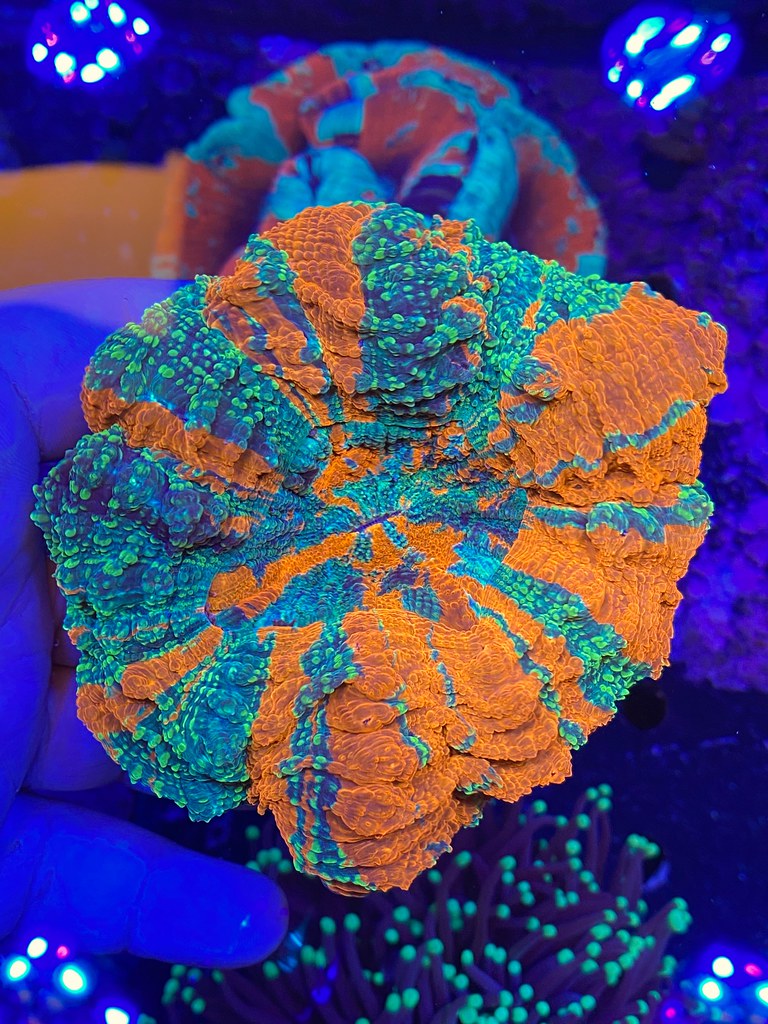 50714964592_c75d0a655b_b.jpg