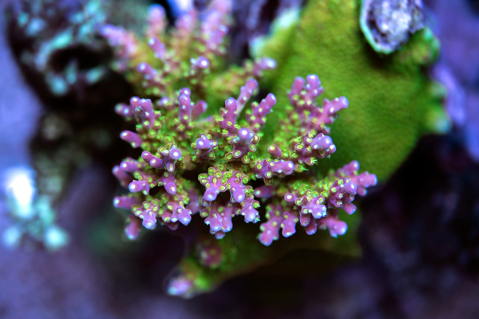 51204014505_f6d3111fea_h.jpg