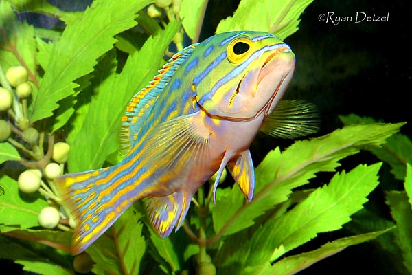 reefs.com