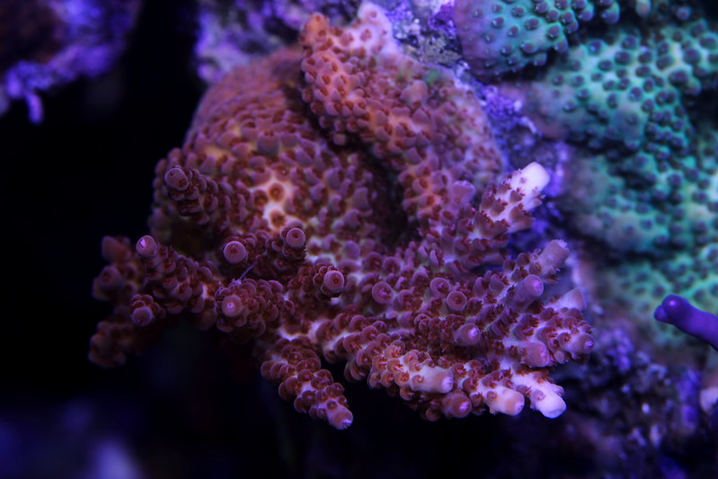 25472384877_d50d58df2b_c.jpg