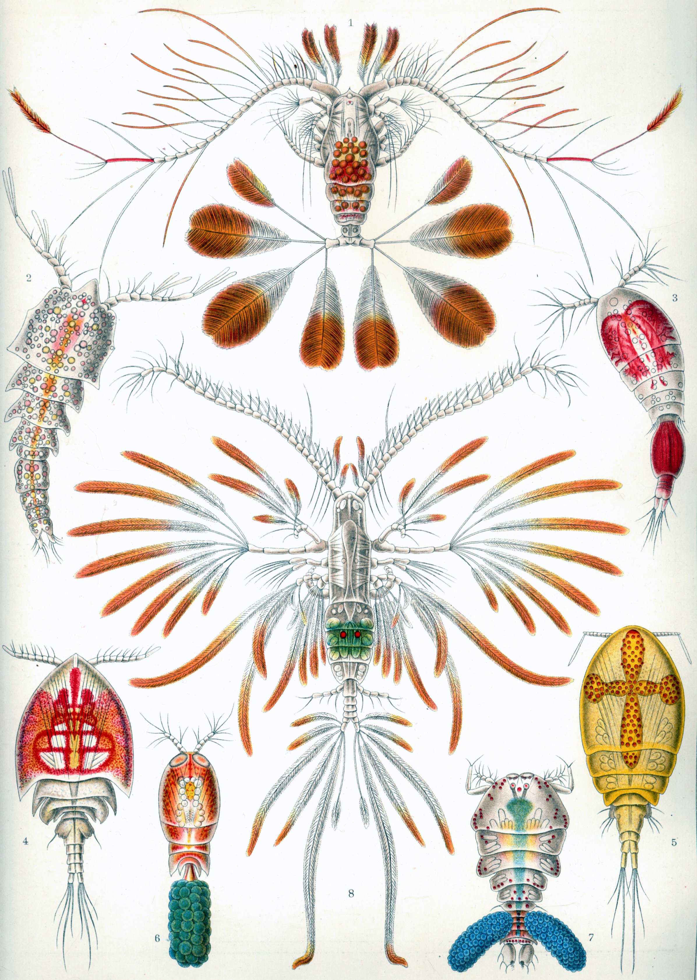 Haeckel_Copepoda.jpg