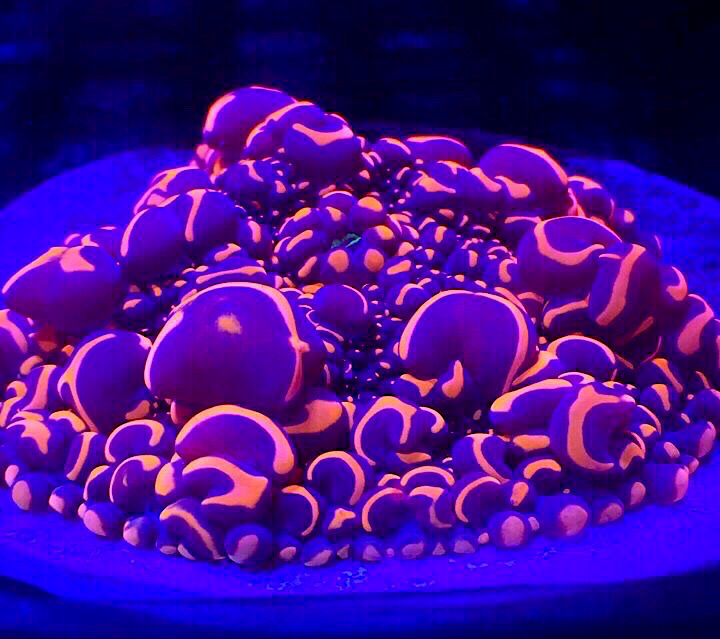 reefbuilders.com