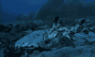water win GIF