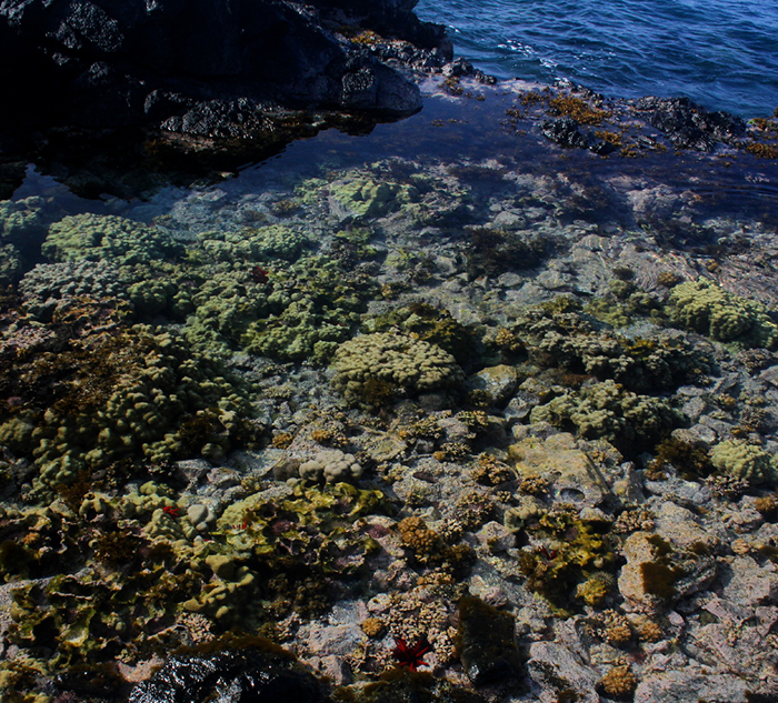 reefs.com