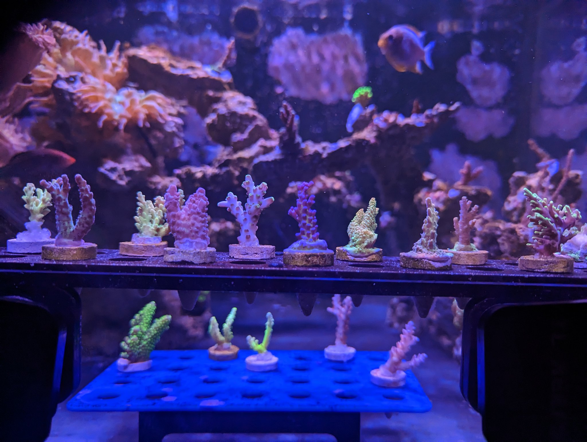 52897705683_3a9c3d287e_k.jpg