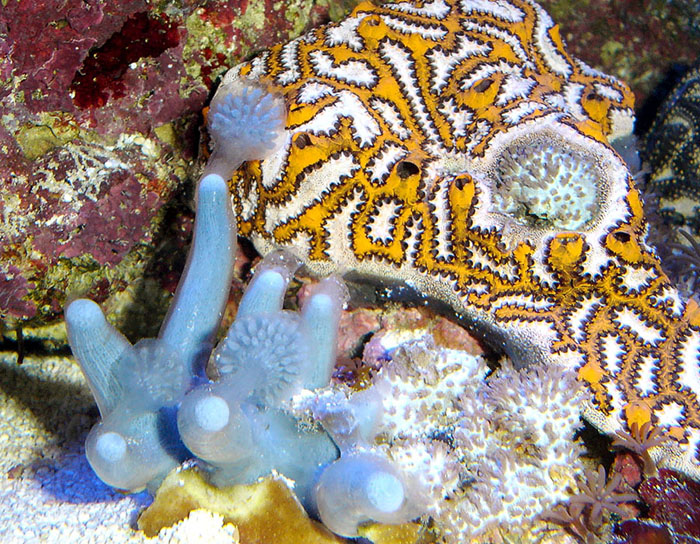 reefs.com