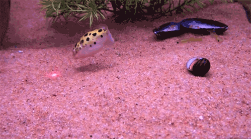 giphy.gif
