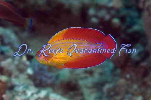 drreefsquarantinedfish.com