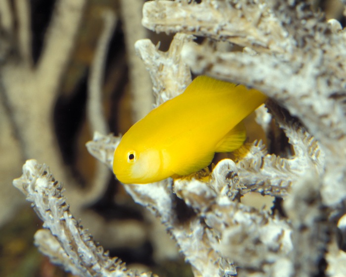 reefs.com