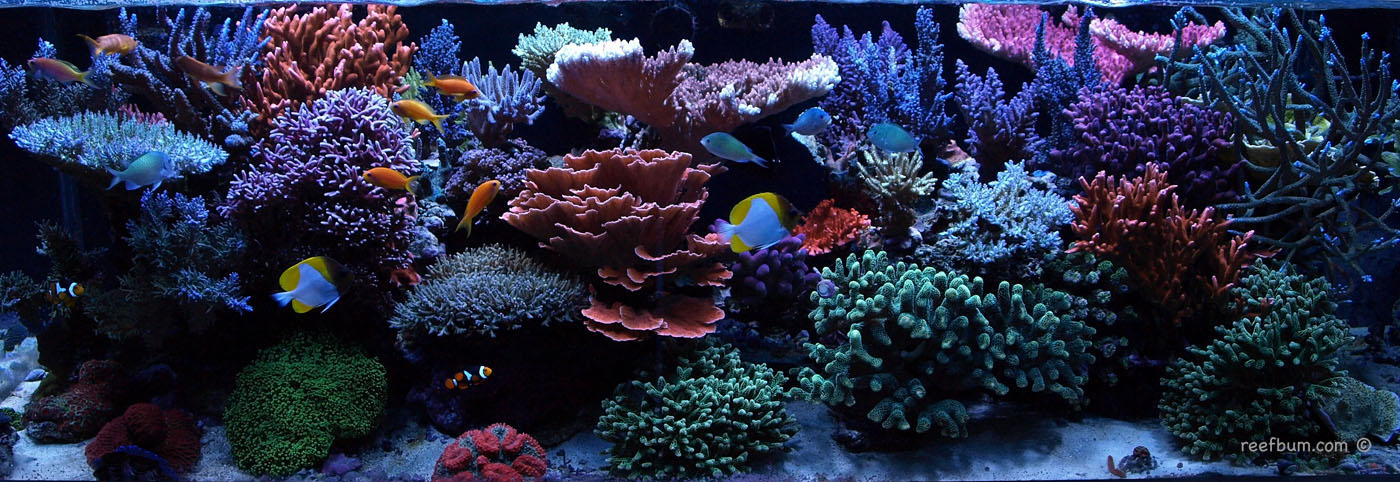 March192011Tankpic2_edited-2-copy.jpg