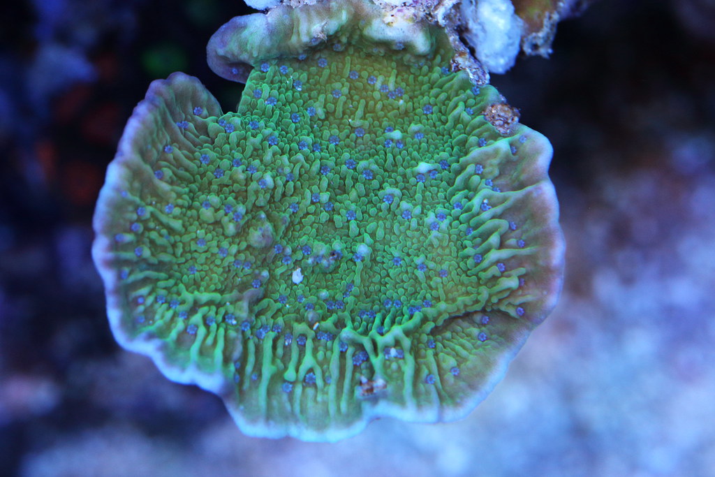 39633286874_c16653b81c_b.jpg