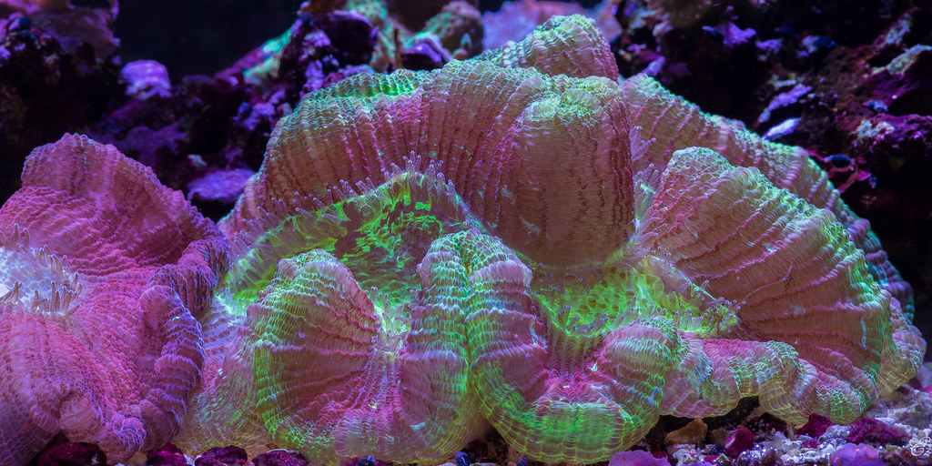 14478946426_f0e89dfd8f_b.jpg