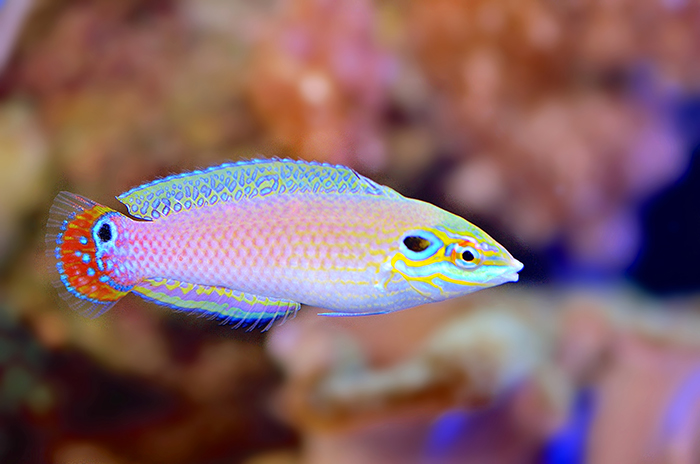 reefs.com