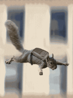 giphy.gif