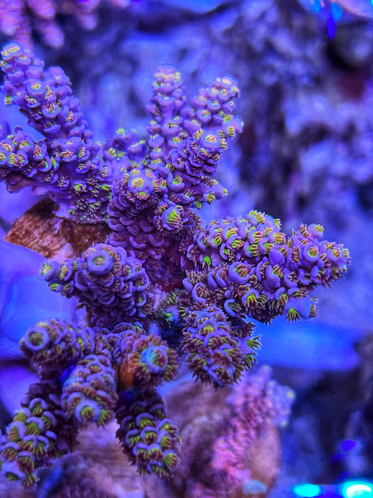 51898117873_2ca4226c47_b.jpg