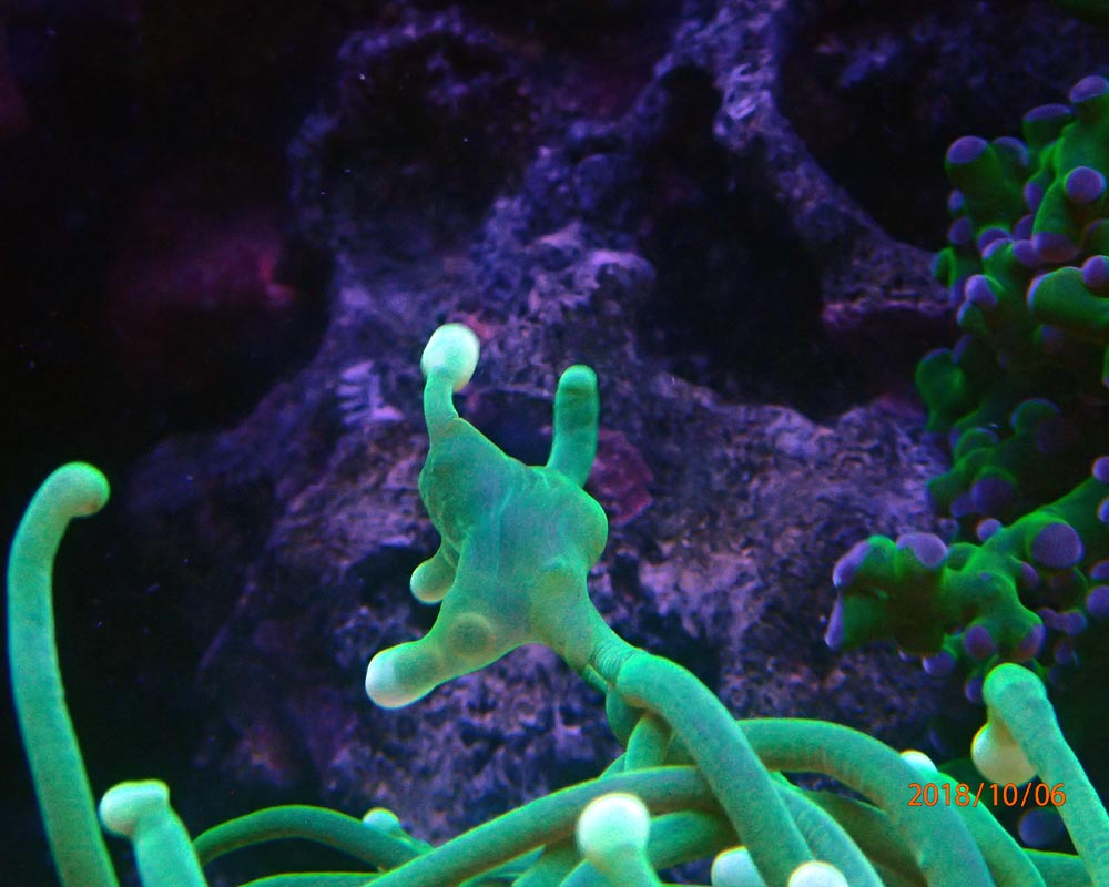 strange-polyp-jpg.856830