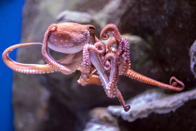 aquarium-octopus-e1552088232882.jpg