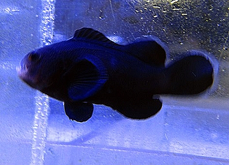 midnight-clownfish.jpg