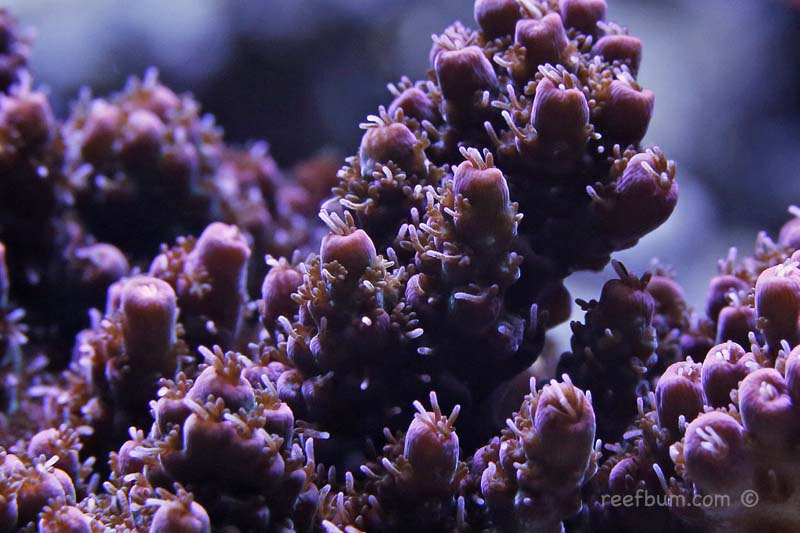 Macro-June-21-2016-pic-2.jpg