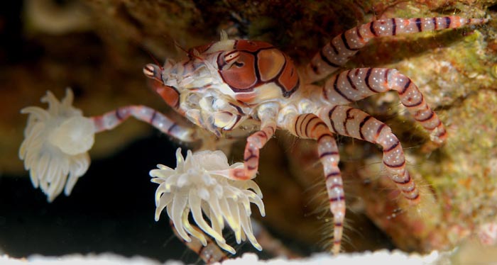 reefbuilders.com