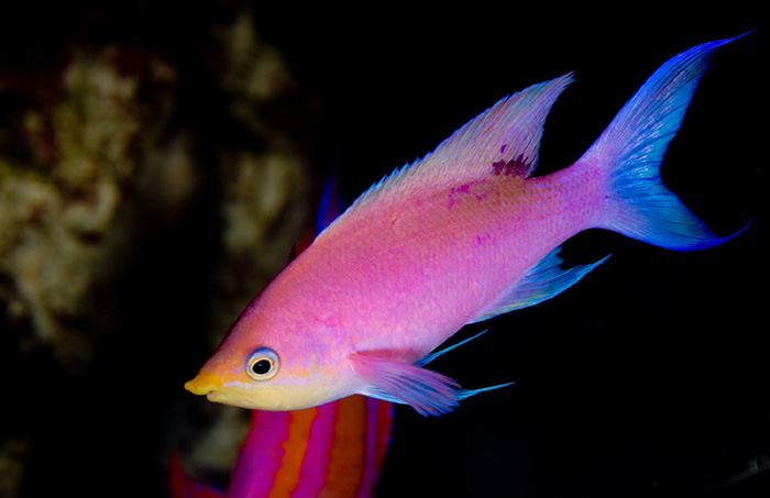 reefs.com