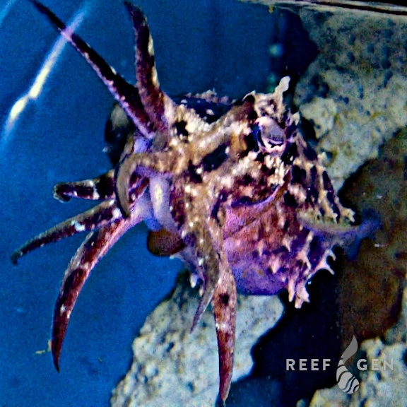 reefbuilders.com