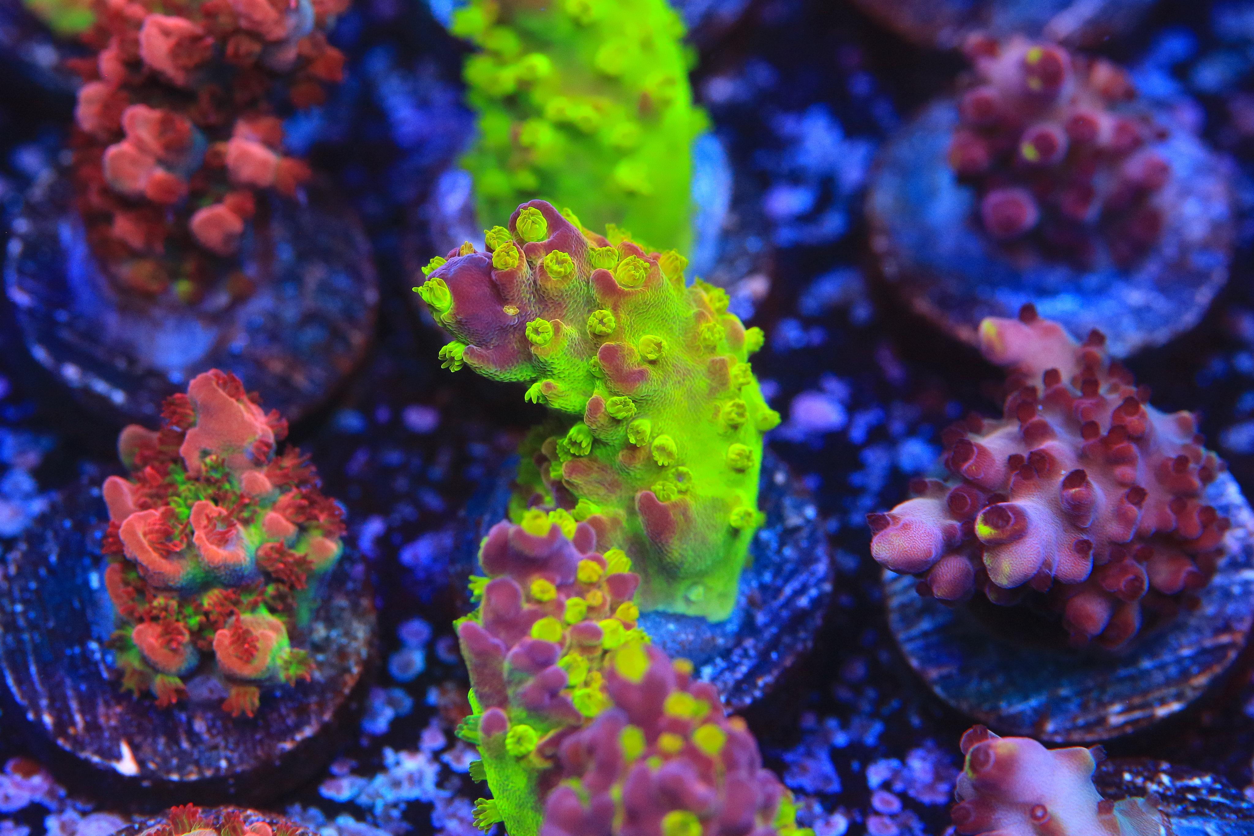 50424450643_a979e087f3_4k.jpg