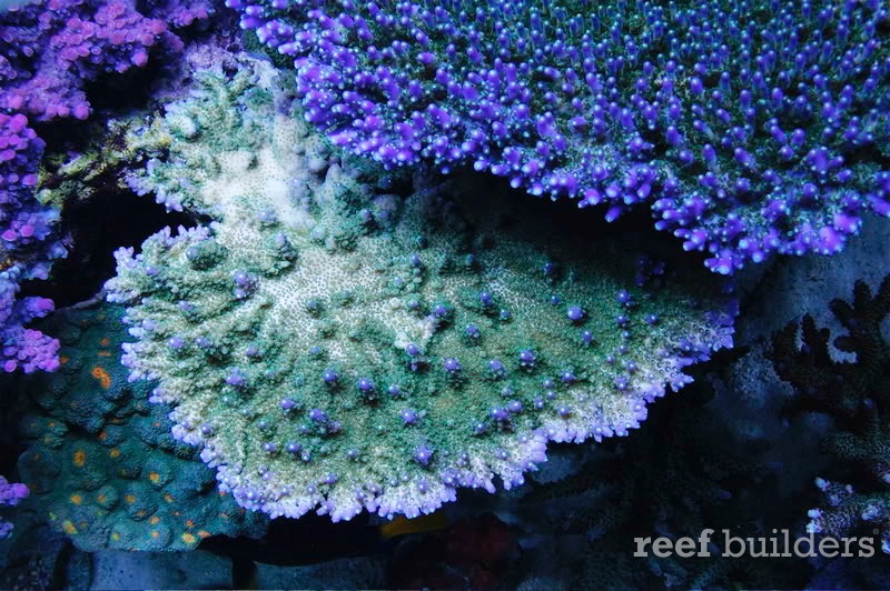 reefbuilders.com
