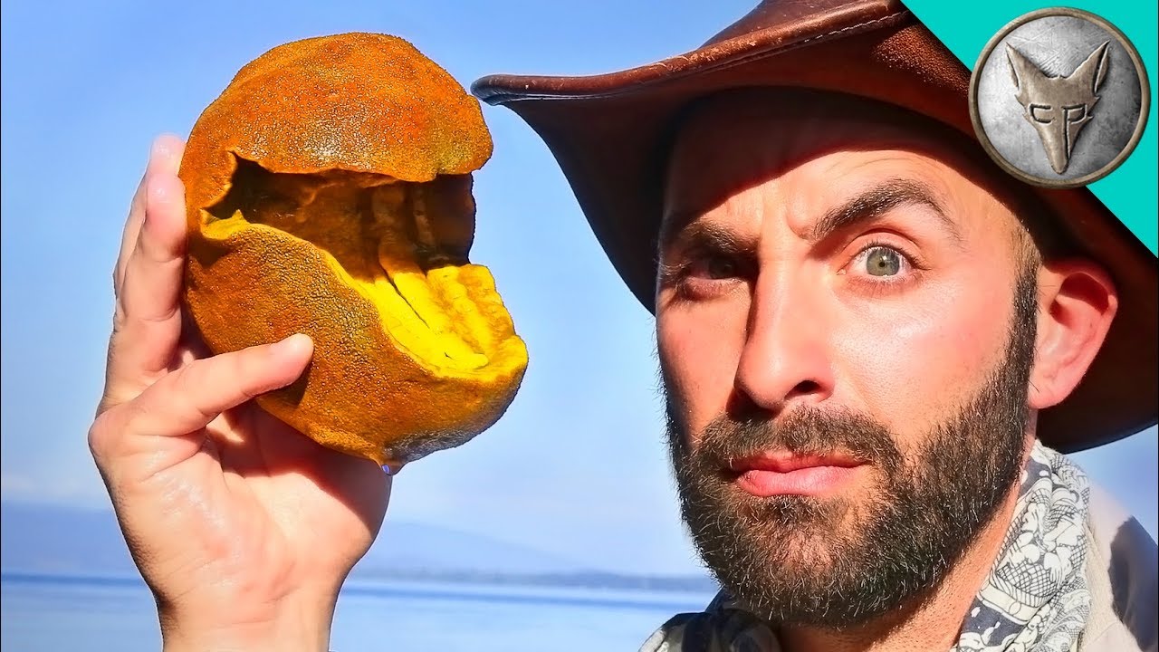 IT'S ALIVE! Pac-Man of the Sea? - YouTube