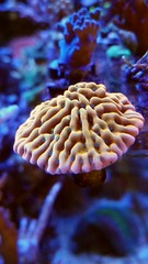 35679452690_5b35da637e_m.jpg