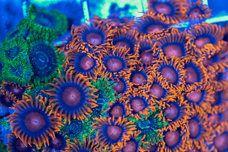 15388775013_30a5d95e9c_c.jpg