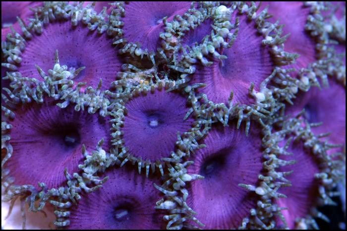 Purple-Death-Paly02.jpg