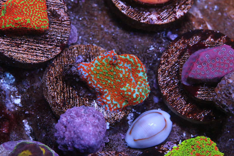 25891815036_0db721f533_c.jpg