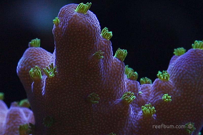Macro-Aug-3-2018-Tank-Pic-48-1.jpg