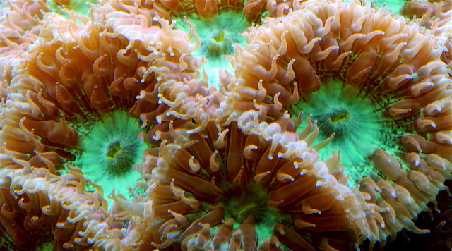 745032853_b3f0f6f565_z.jpg