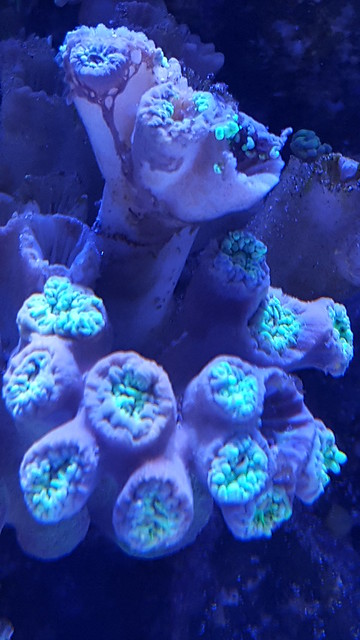 37124800570_6ba7b2600a_z.jpg