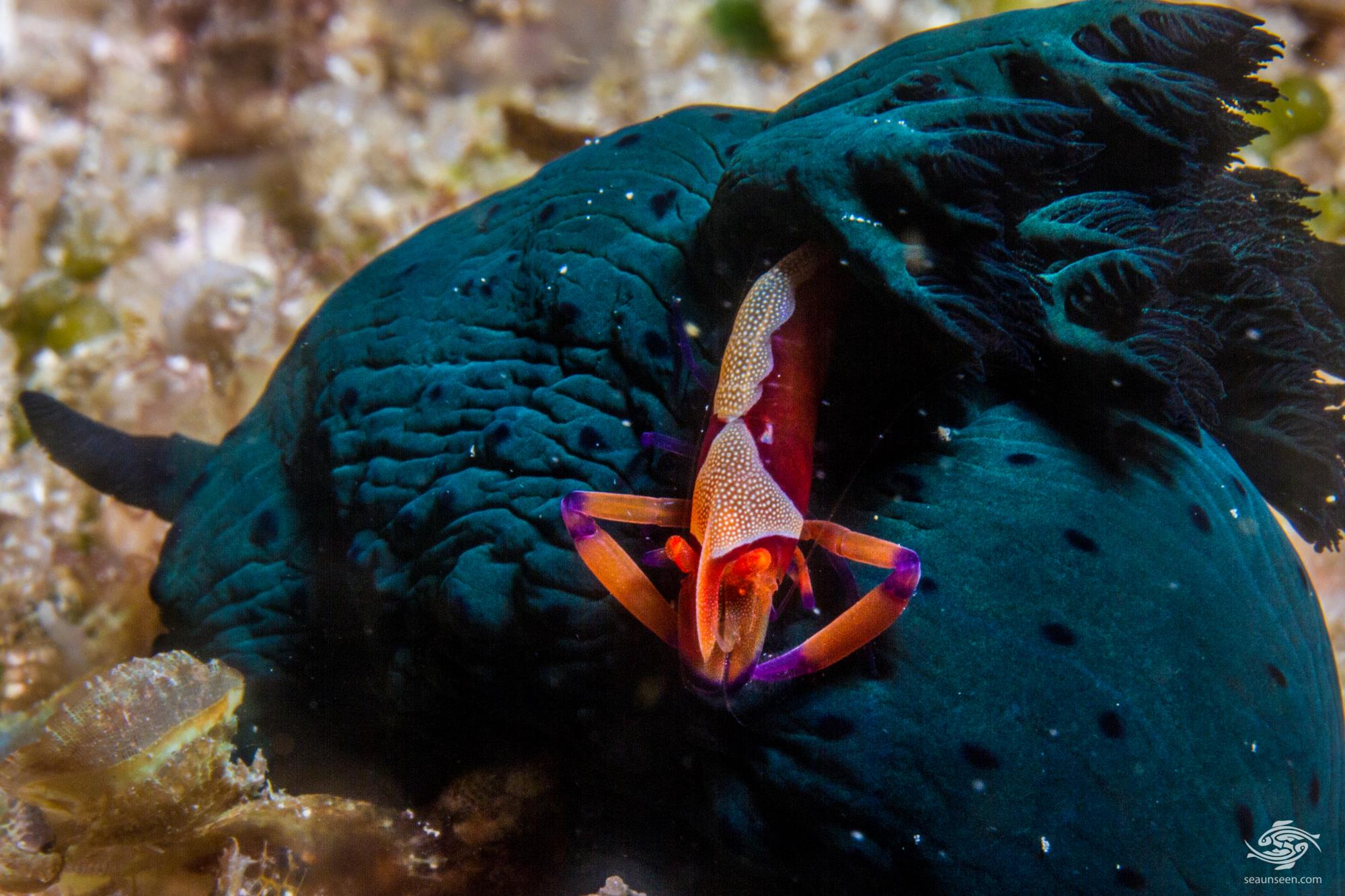seaunseen.com