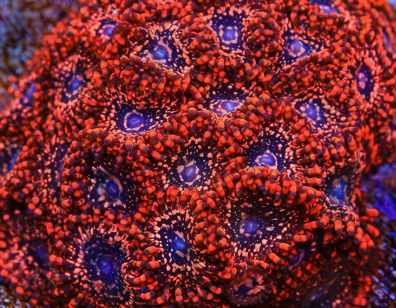 51270660448_78891a029e_c.jpg