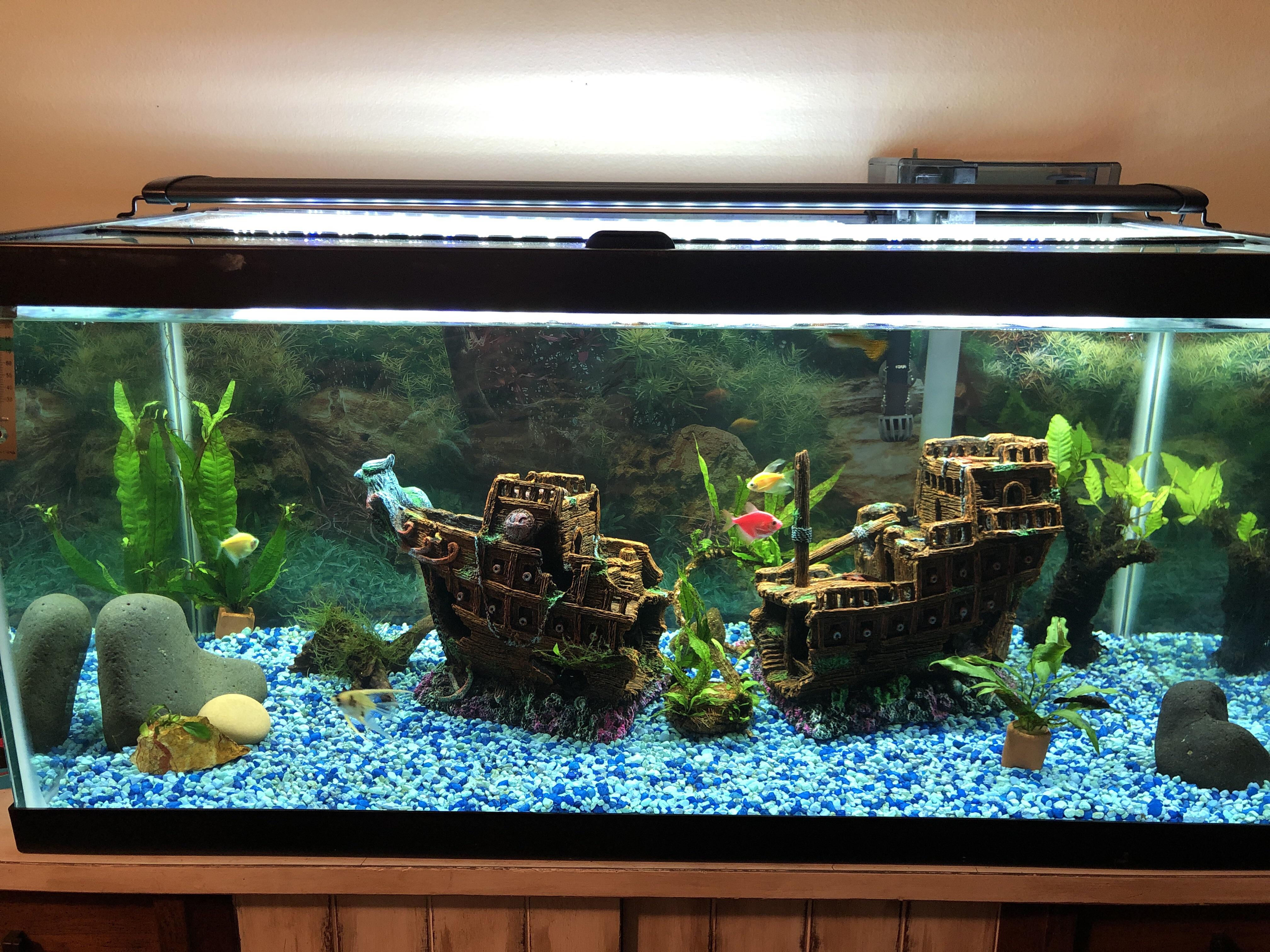 My setup. Any recommendations for interesting freshwater fish? : r/ freshwateraquarium