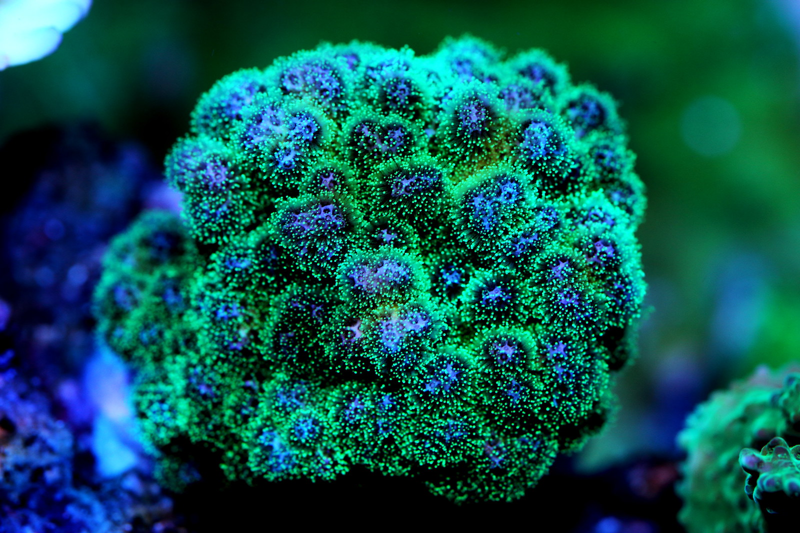 34142371306_047751f768_h.jpg