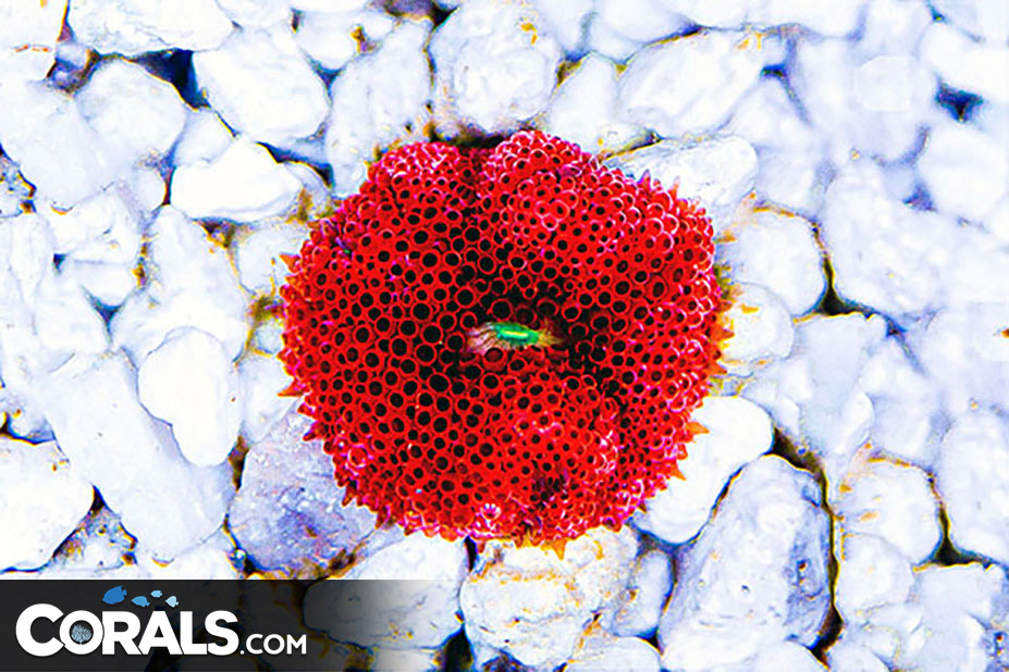 www.corals.com