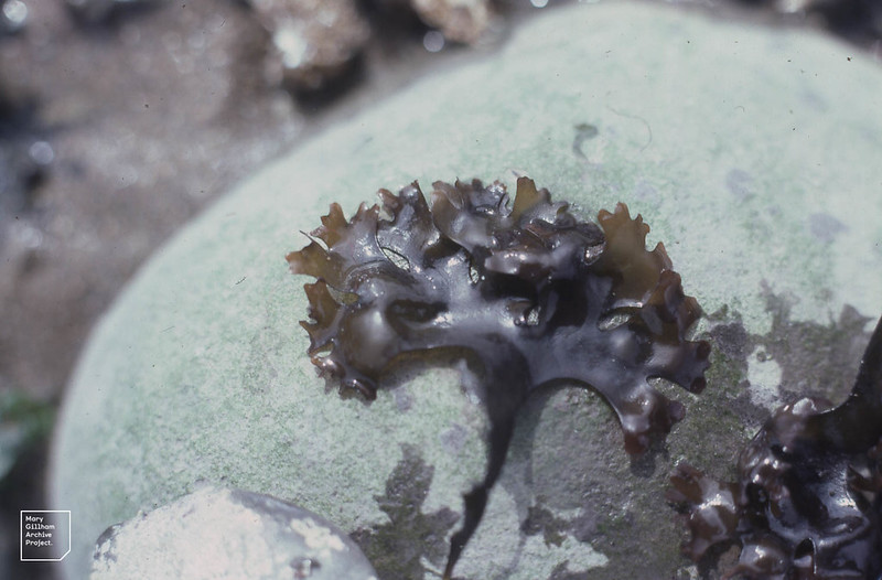 Carrageen.jpg