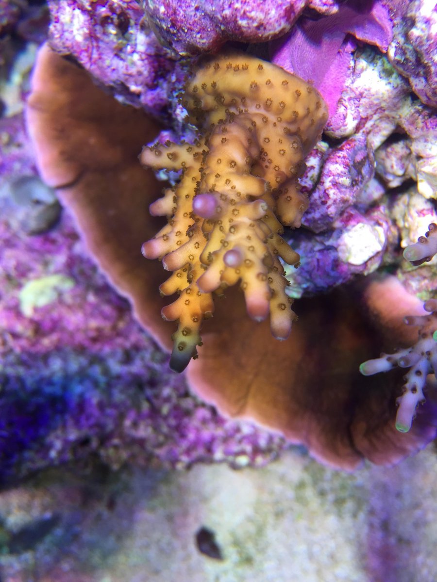 7-pink-tip-acro-jpg.696598