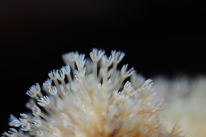 reefs.com