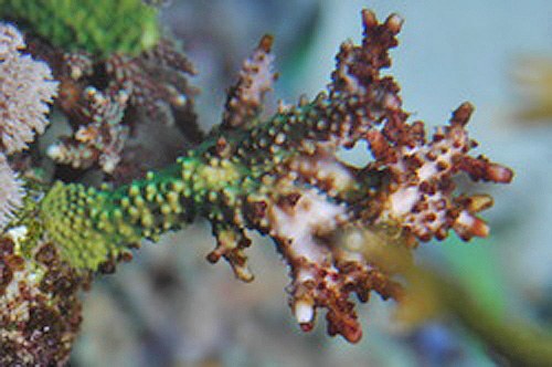 reefs.com