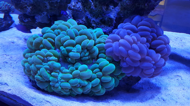 39748773931_3da15f05d1_z.jpg