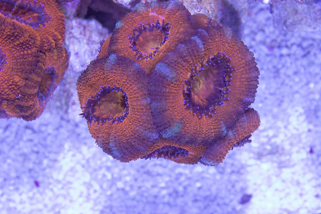 22987757331_d6120d64b8_z.jpg