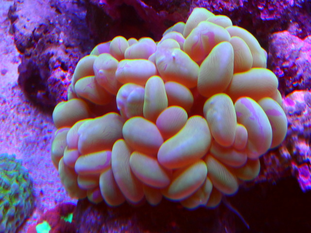 bubble2.jpg