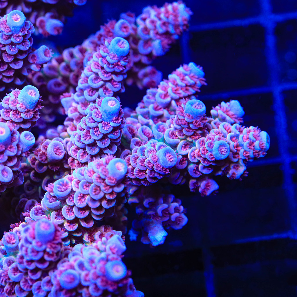 52687637490_4243c9305d_b.jpg
