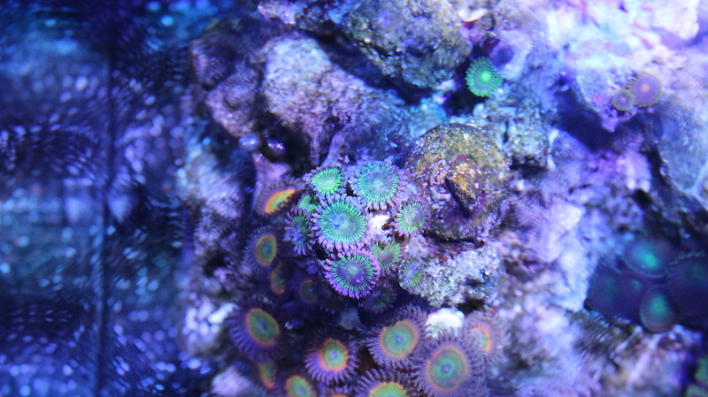 14823740449_224a9a581c_c.jpg